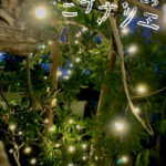 ちはやあかさかミチナリエ✨