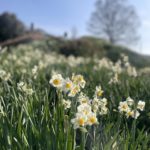 水仙の丘が見頃を迎えました🌼